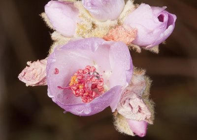 Chaparral Bushmallow (Malacothamnus densiflorus)