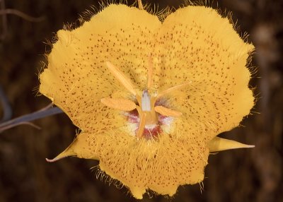 Weed Mariposa Lily (Calochortus weedii weedii)