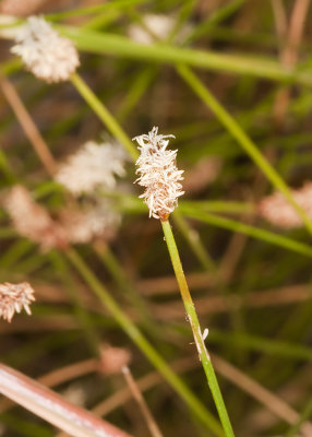 Wire Grass ( Eleocharis parishii )