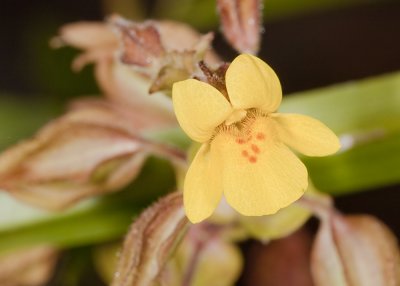 Seep Monkeyflower  (<em>Mimulus guttatus</em>)