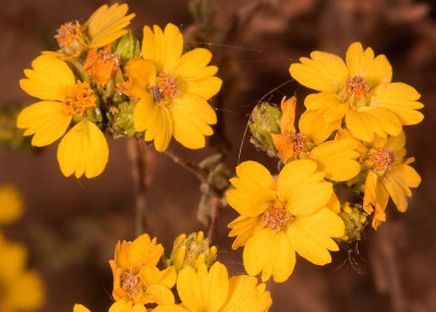 Golden Yarrow (Eriophyllum confertiflorum confertiflorum)