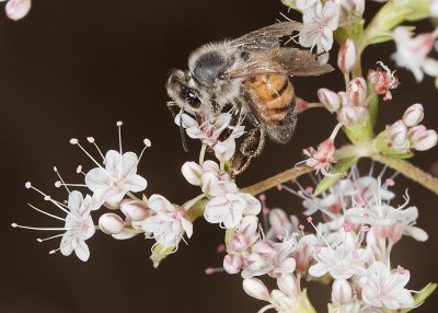 Flat-top Buckwheat (Eriogonum fasciculatum)