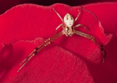 Flower spider (Misumenops species)