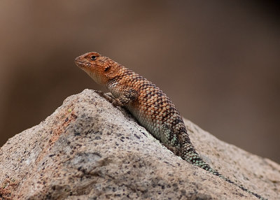 Granite Spiny Lizard  (Sceloporus orcutti orcuttii)