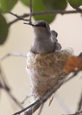 Costas Hummingbird