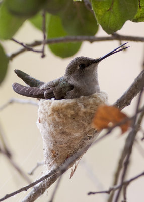 Costas Hummingbird