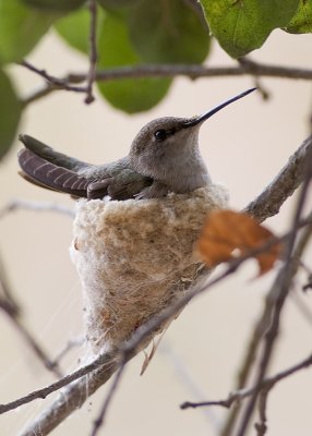 Costas Hummingbird