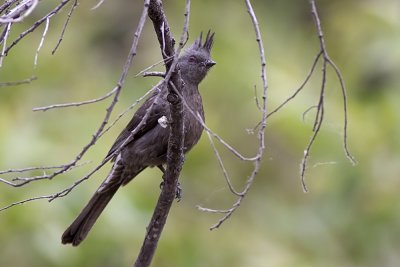 Phainopepla - female