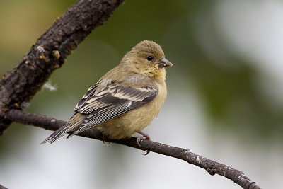 Lesser Goldfinch - juvenile