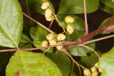 Poison-Oak (Toxicodendron diversilobum)