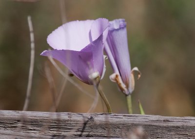 Splendid  Mariposa Lily (Calochortus splendens)