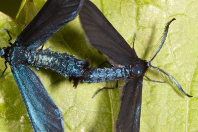 Western Grapeleaf Skeletonizer  (Harrisina brillians)