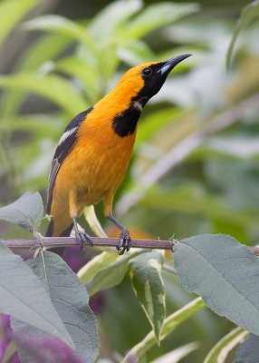Hooded Oriole - male
