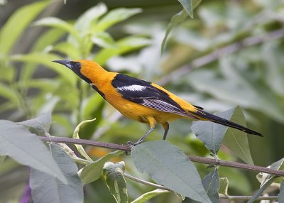 Hooded Oriole - male