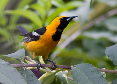 Hooded Oriole - male