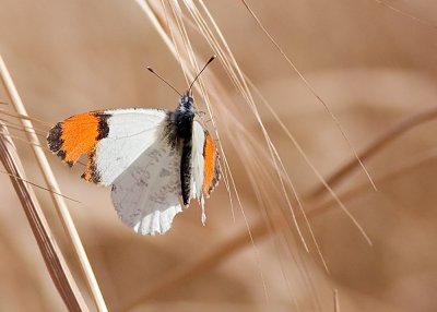 Pacific Orangetip (Anthocharis sara )