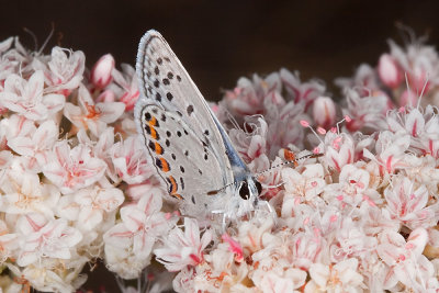 Acmon Blue (Plebejus acmon )