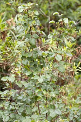 Poison-oak (Toxicodendron diversilobum)