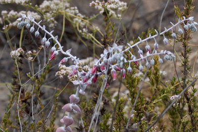 Powered Live-forever (Dudleya pulverulenta)