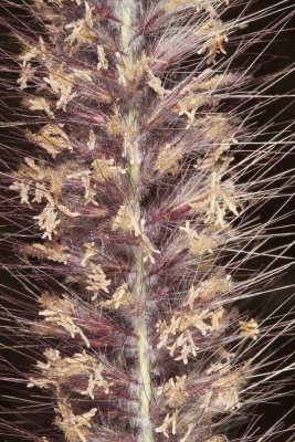 African Fountaingrass (Pennisetum setaceum)