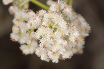 San Diego Bedstraw (Galium nuttallii)