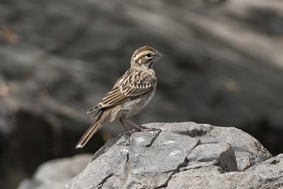 American Lark Sparrow