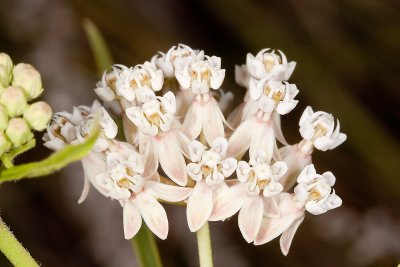 Narrow-leaf Milkweed (Asclepias fascicularis)