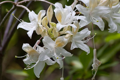 Western Azalea  (Rhododendron occidentale)