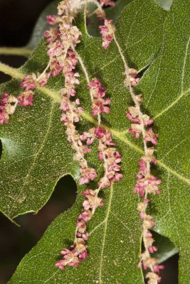 Black Oak (Quercus kelloggii) flowers