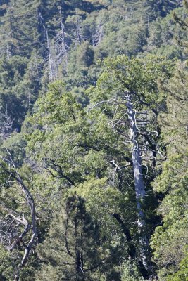 The Mountains - forests