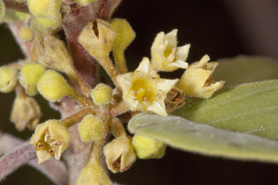 California Coffeeberry (Rhamnus californica)