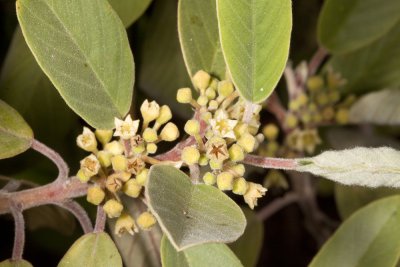 California Coffeeberry (Rhamnus californica)