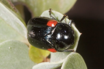 Black and red beetle on Whitethorn