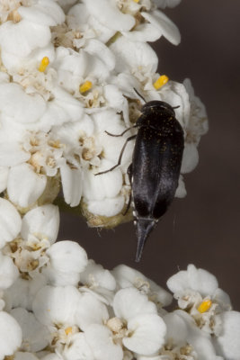 Yarrow (Achillea millefolium)