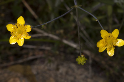 California Buttercup (Ranunculus californicus)
