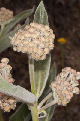 Indian Milkweed ( Asclepias eriocarpa)