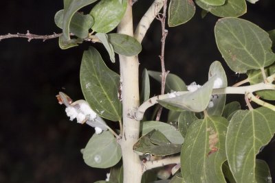 Chaparral Whitethorn (Ceanothus leucodermis)