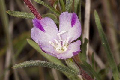 Clarkia hybrd?