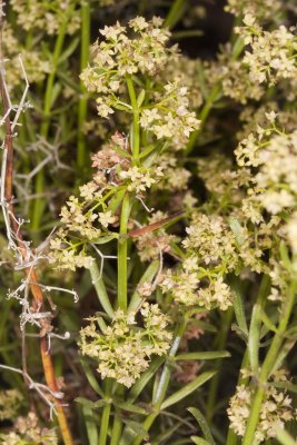 Narrow-leaf Bedstraw (Galium angustifolium)