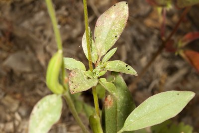 Delicate Clarkia (Clarkia delicata) leaves