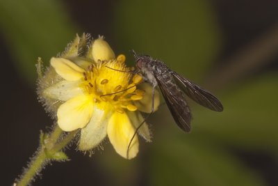 Flower fly on Sticky Cinquefoil