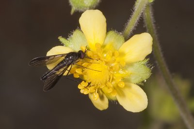 Flower fly on Sticky Cinquefoil
