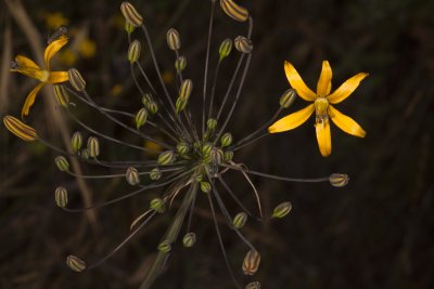 Common Goldenstars (Bloomeria crocea)