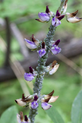 Stream Lupine (Lupinus latifolius parishii)