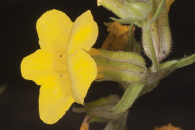 Wide-throat Monkeyflower  (Diplacus brevipes)