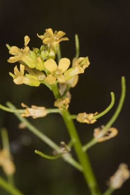 Yellow Cress (Rorippa  palustris occidentalis)