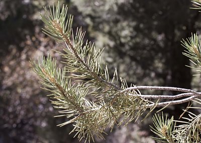 Single-leaf  Pinyon Pine (Pinus monophylla)