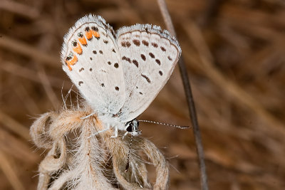 Acmon Blue (Plebejus acmon )