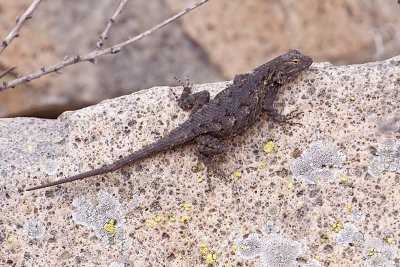 Western Fence Lizard (<em>Sceloporus occidentalis</em>)