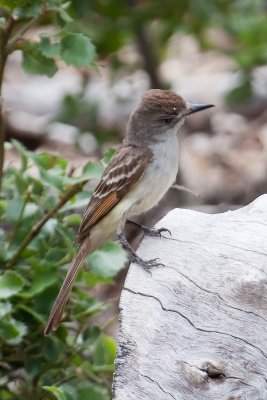 Ash-throated Flycatcher